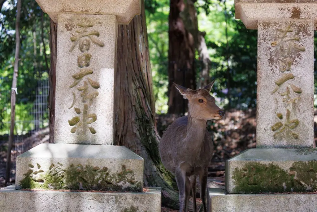 Deer nara park