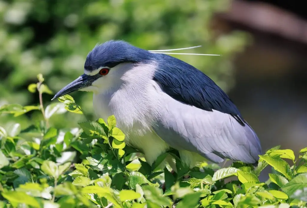 Black-crowned Night Heron