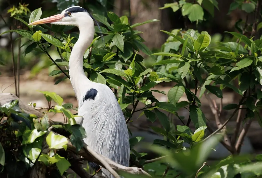 Grey Heron