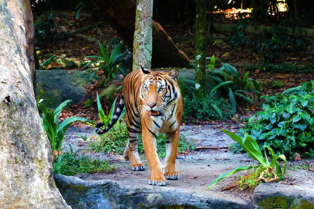Malayan Tiger – Singapore Zoo