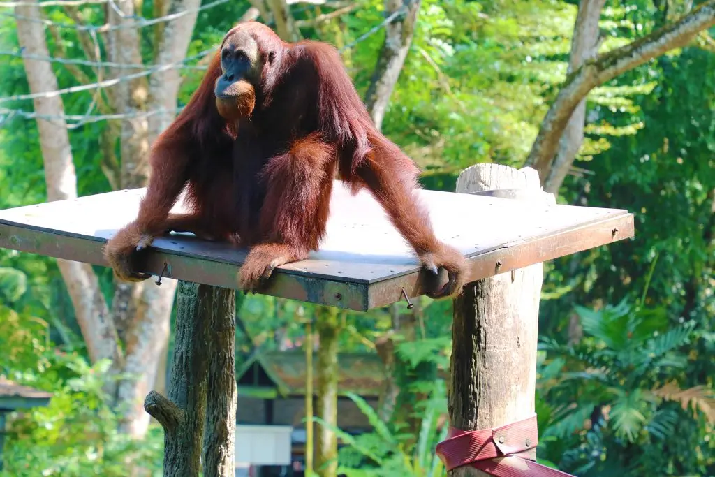 Chimpanzee – Singapore zoo