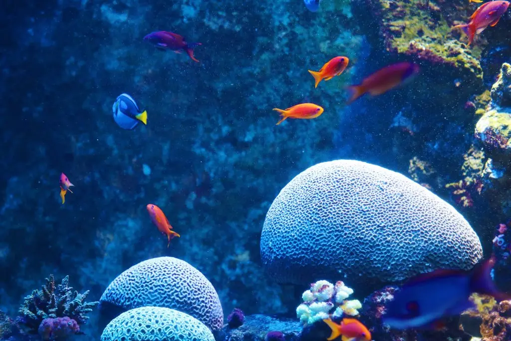 S.E.A. Aquarium Sentosa