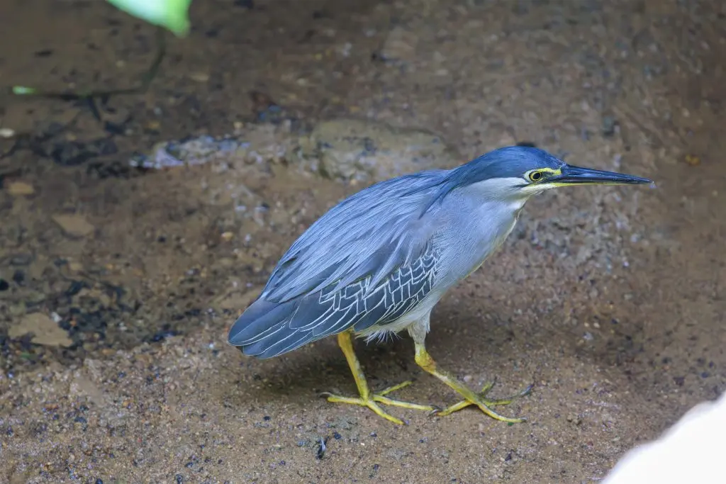Stork-billed Kingfisher