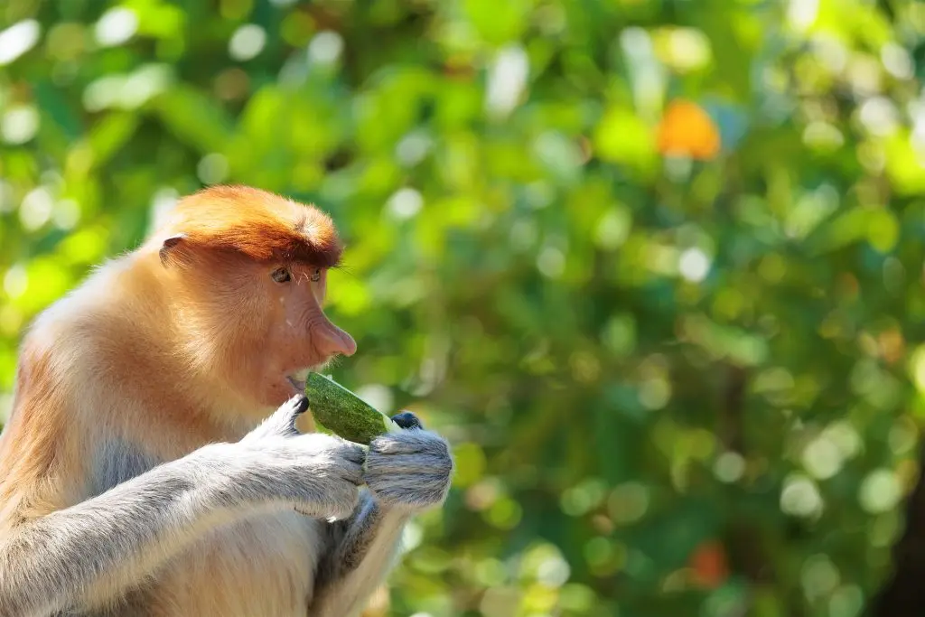 Proboscis monkey profile photo