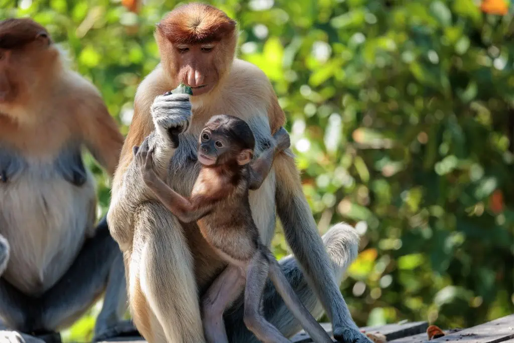 Proboscis monkey feeding