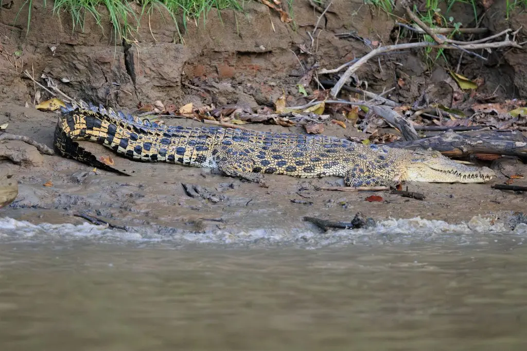 Saltwater crocodile close-up on mudbank