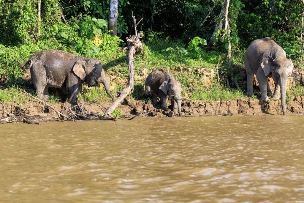 Bornean Pygmy Elephants crossing the river