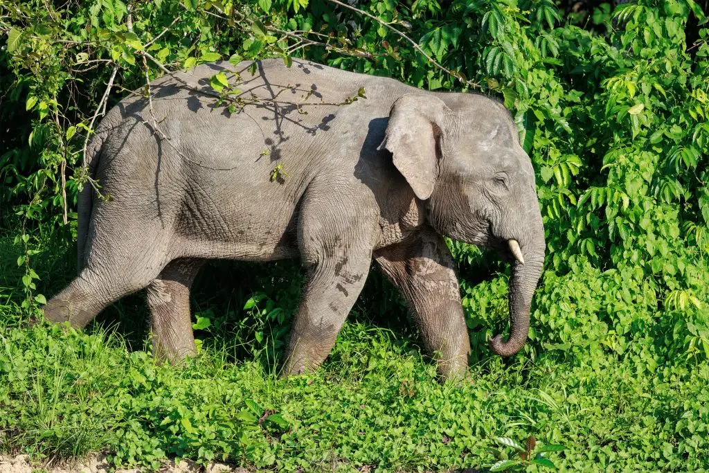 Pygmy Elephant emerging from the water