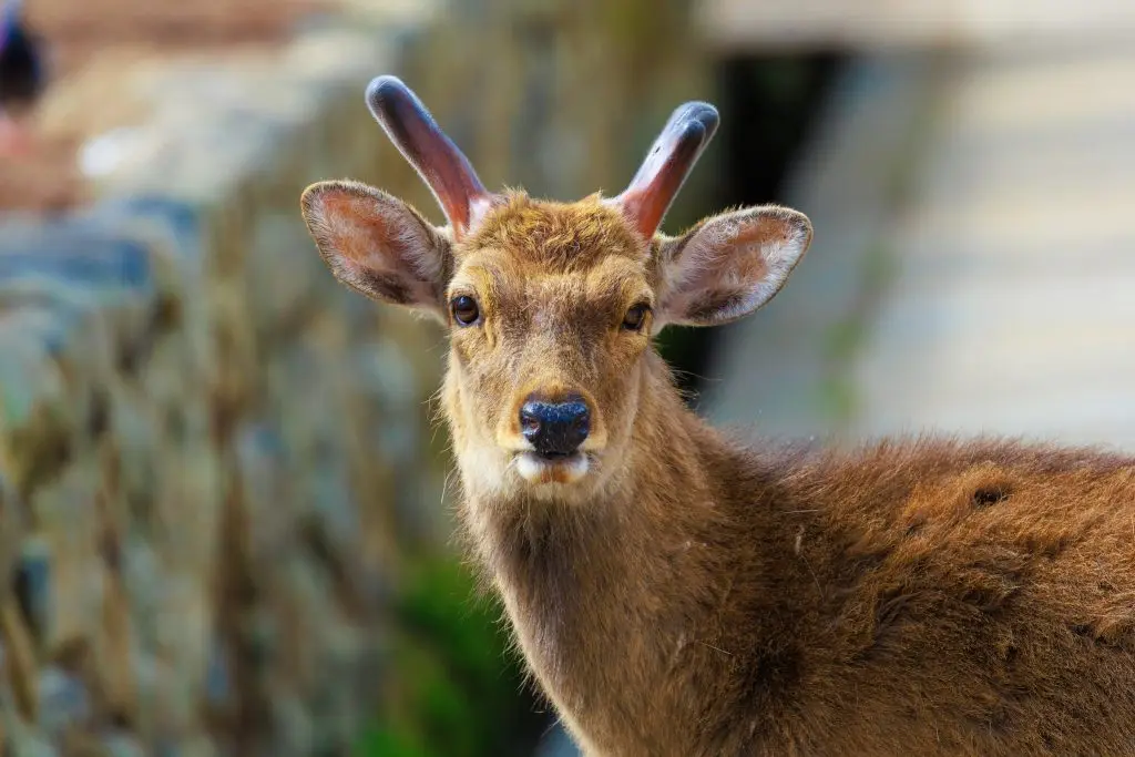 Deer nara park