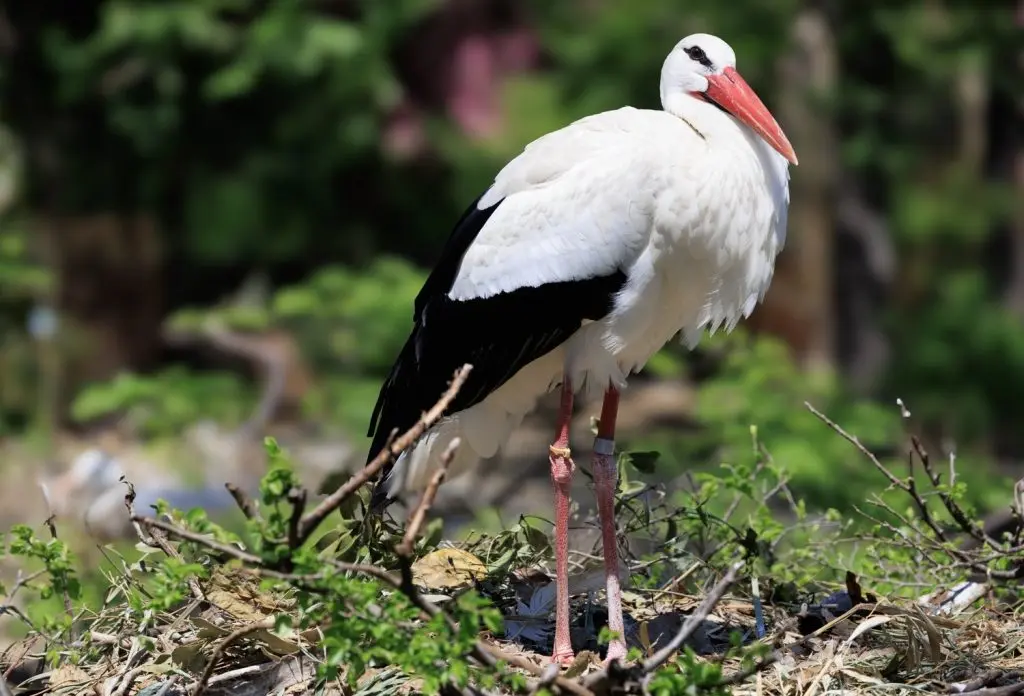 White Stork