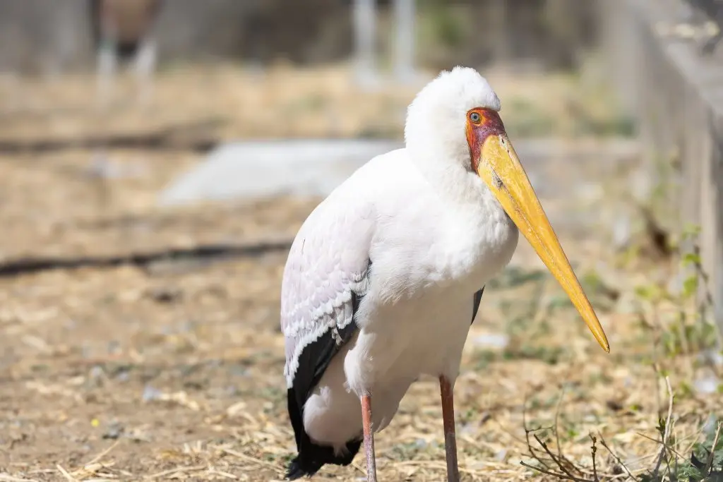 Yellow-billed stork