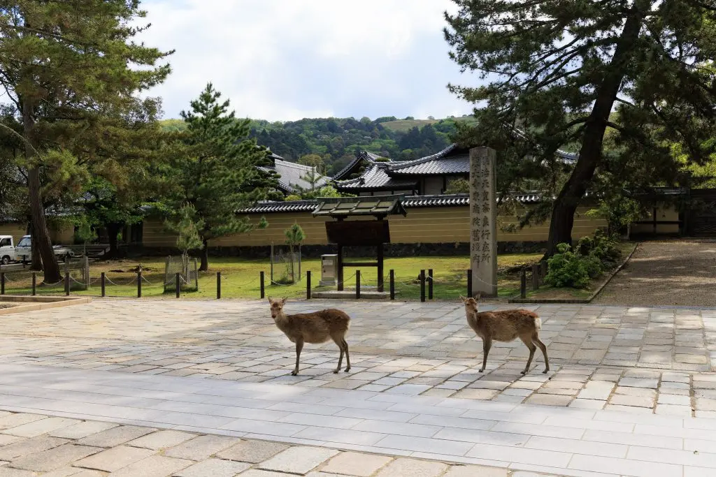 Deer nara park