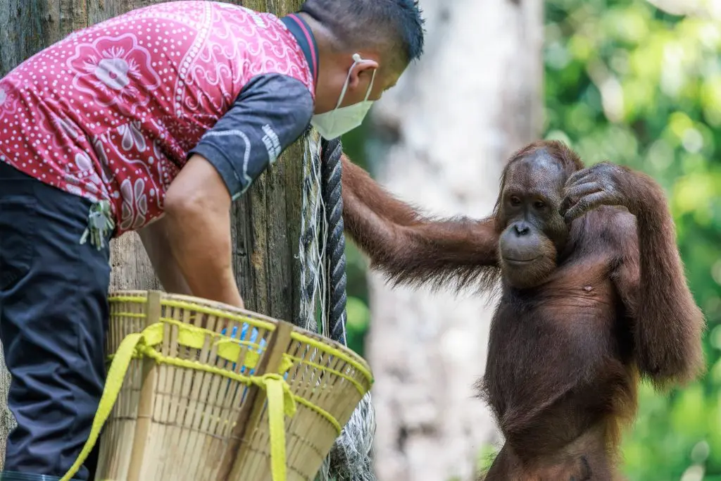 Orangutans feeding at Sepilok