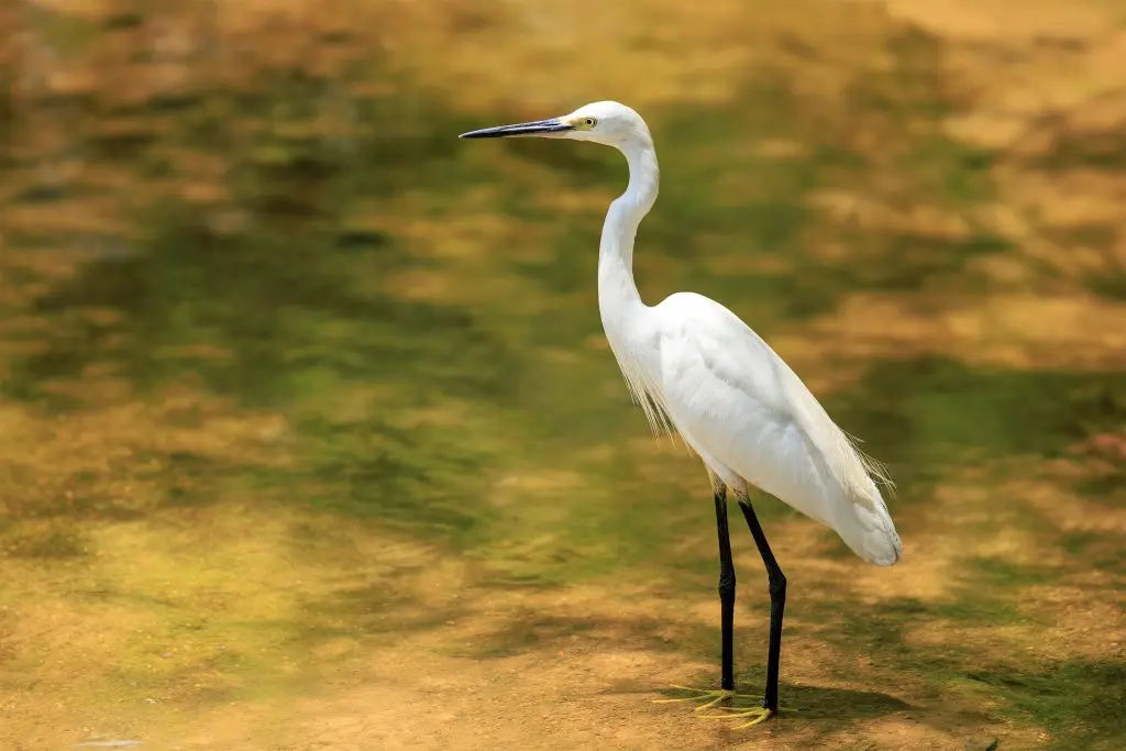 Little Egret at Penang Botanical Gardens