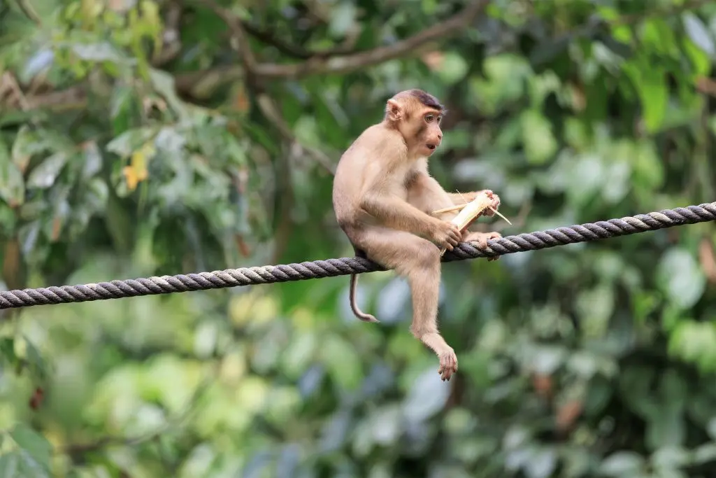 Pig-tailed macaque on boardwalk