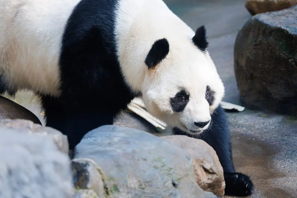 Panda House Beijing