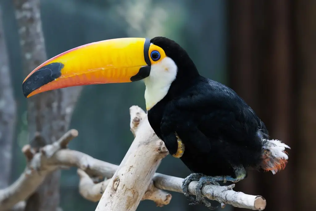 Toco Toucan