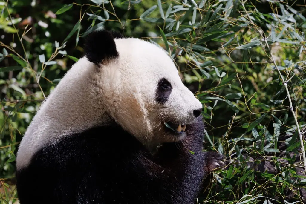 Uneo Zoo Panda